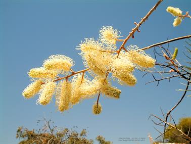 Wildflowers, Murchison, Western Australia